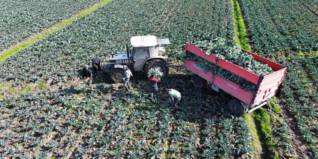 Eylül’de ekildi hasadı başladı! Rusya ve Gürcistan kasa kasa alıyor: Kilosu 30 TL 5